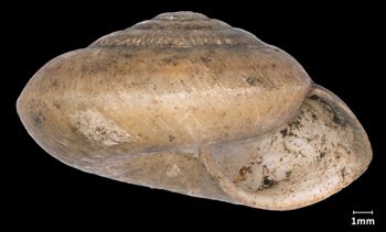 Media type: image;   Malacology 161285 Aspect: apertural